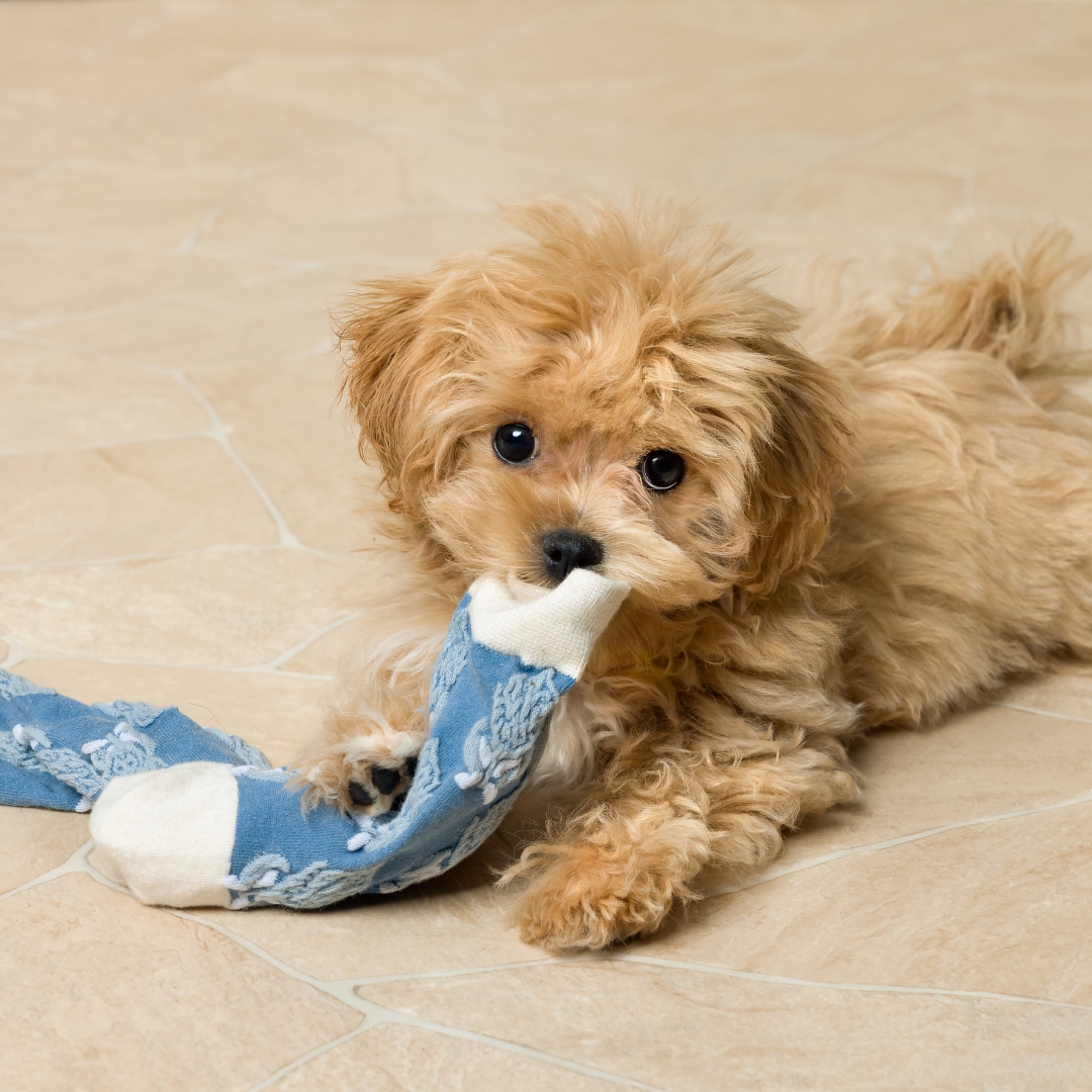 puppy with sock