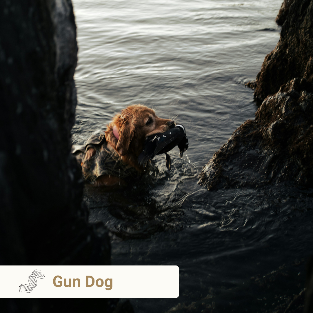 Gun Dog from Meet Your Dog book by Kim Brophey