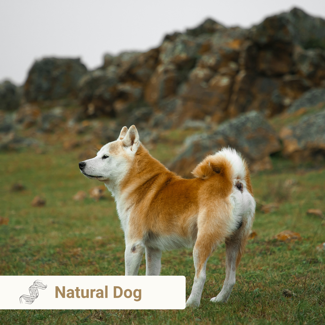 Natural Dog from Meet Your Dog book by Kim Brophey