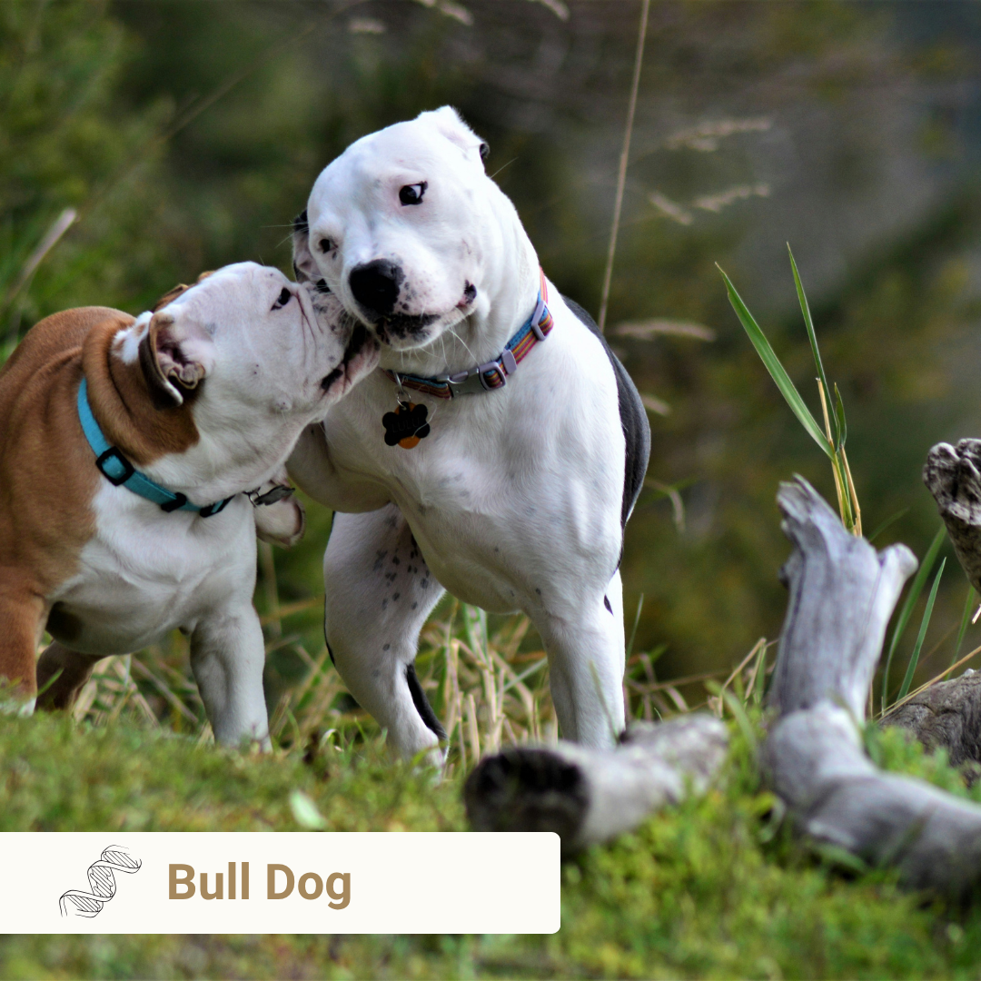 Bull Dog from Meet Your Dog book by Kim Brophey
