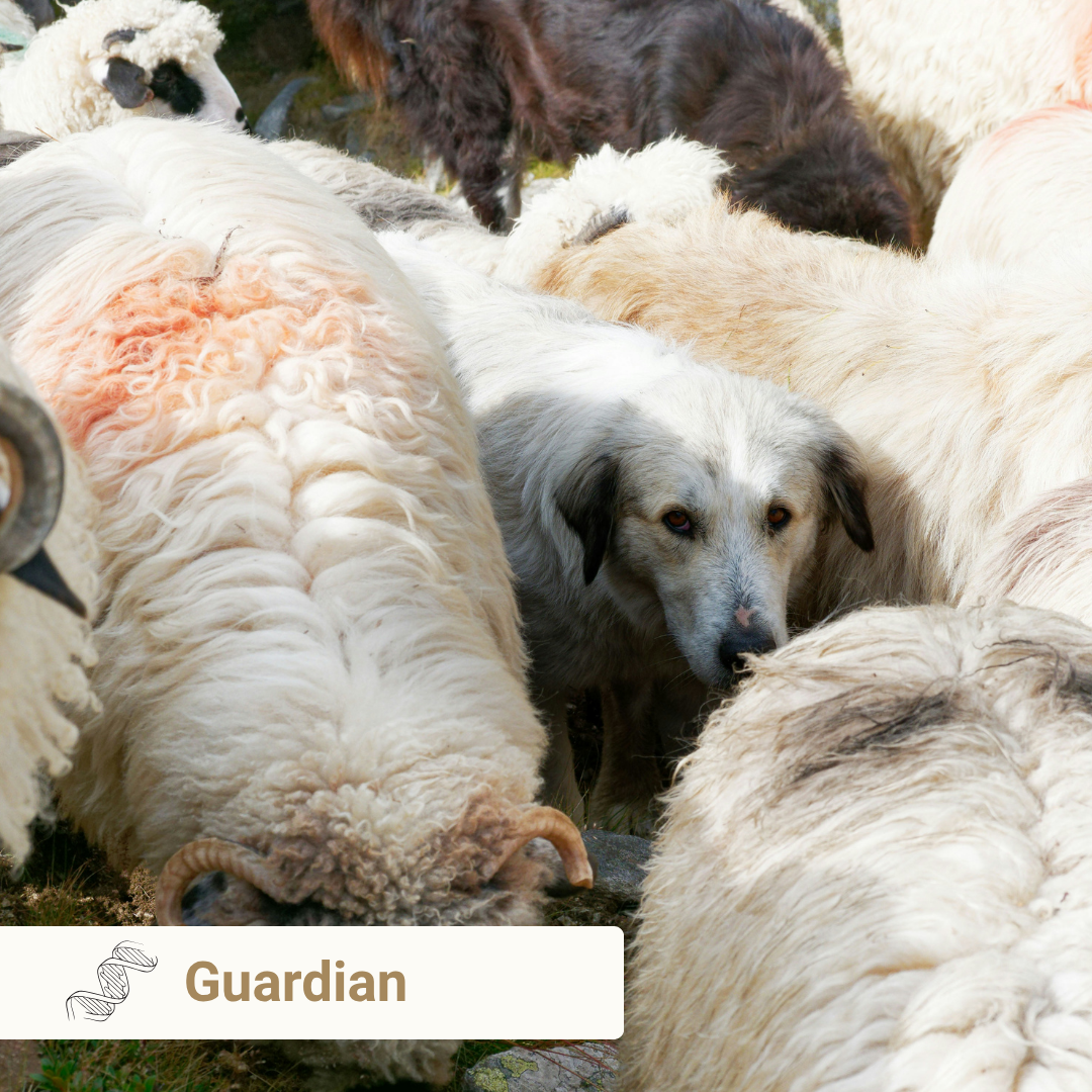 Guardian from Meet Your Dog book by Kim Brophey