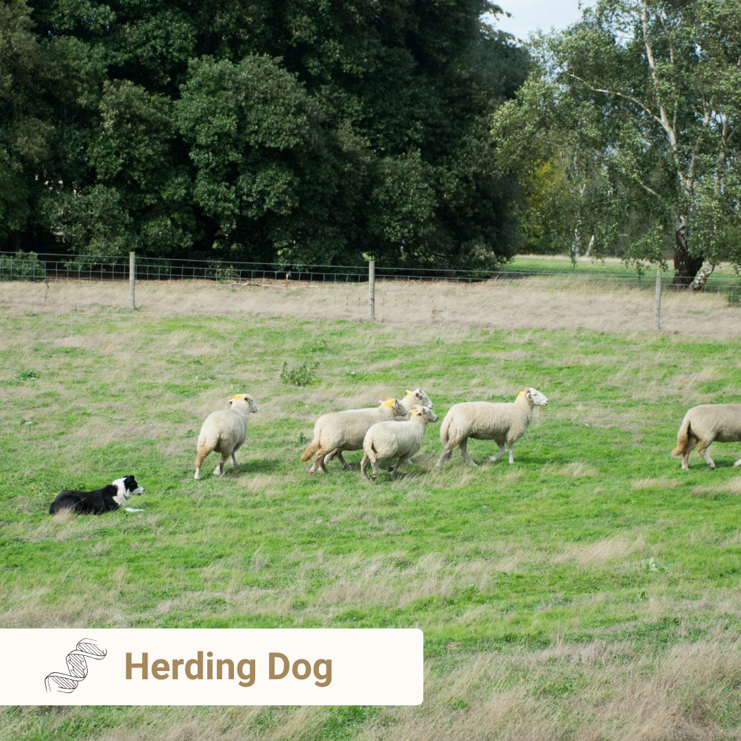 Herding Dog from Meet Your Dog book by Kim Brophey