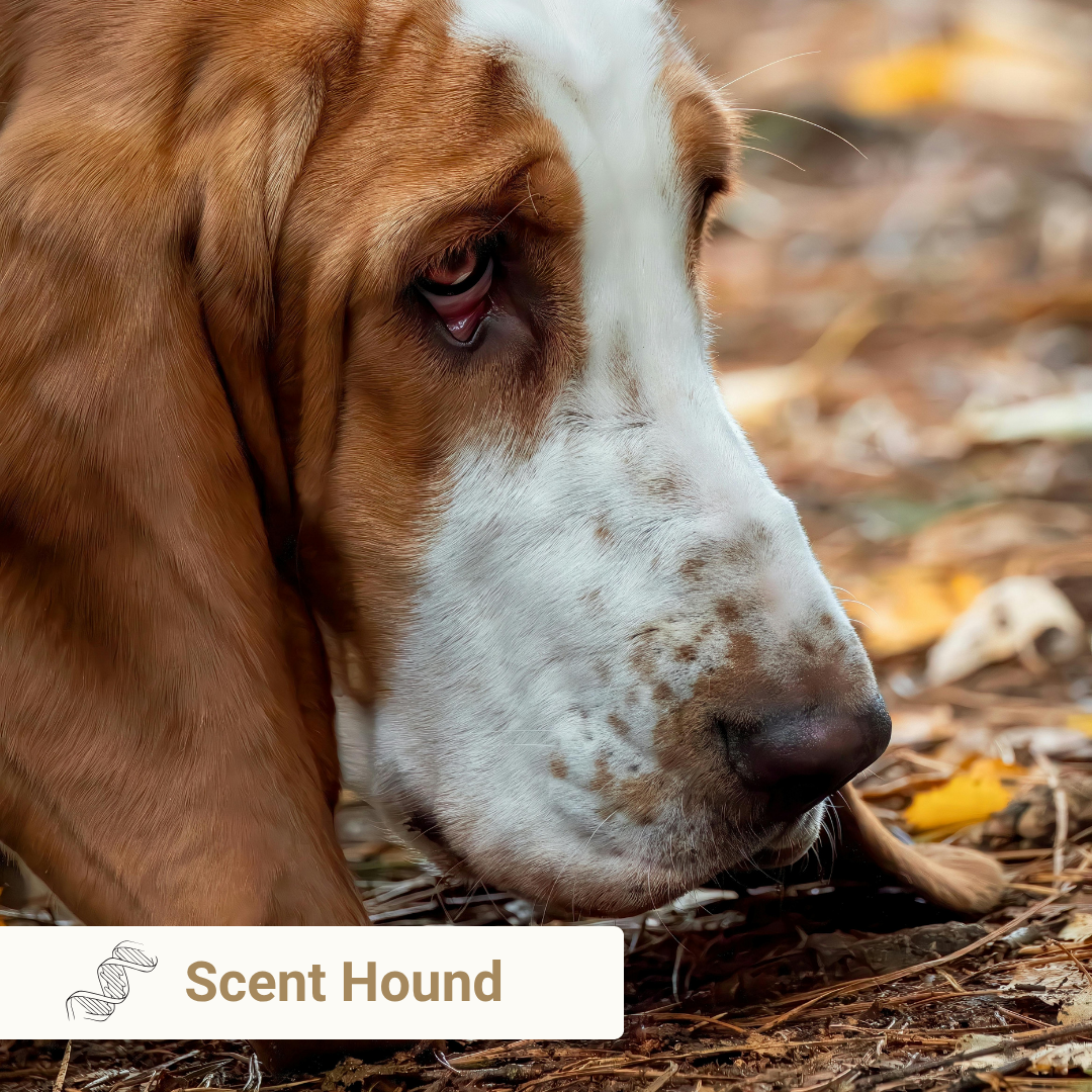 Scent Hound from Meet Your Dog book by Kim Brophey