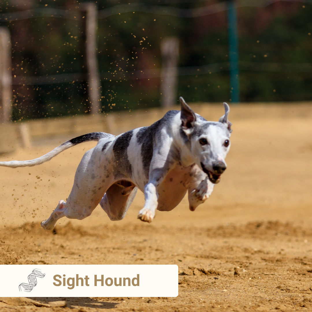Sight Hound from Meet Your Dog book by Kim Brophey