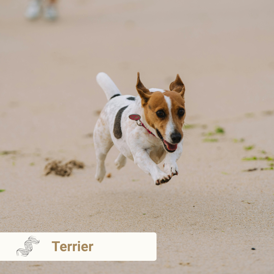 Terrier from Meet Your Dog book by Kim Brophey