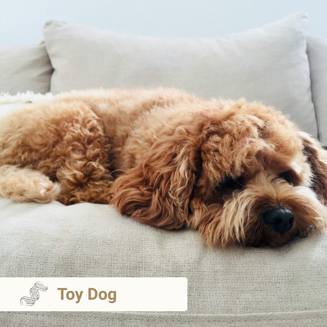 Toy Dog from Meet Your Dog book by Kim Brophey