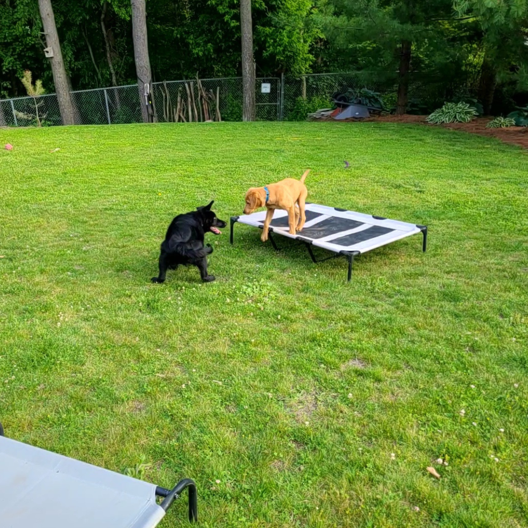 puppy forest school