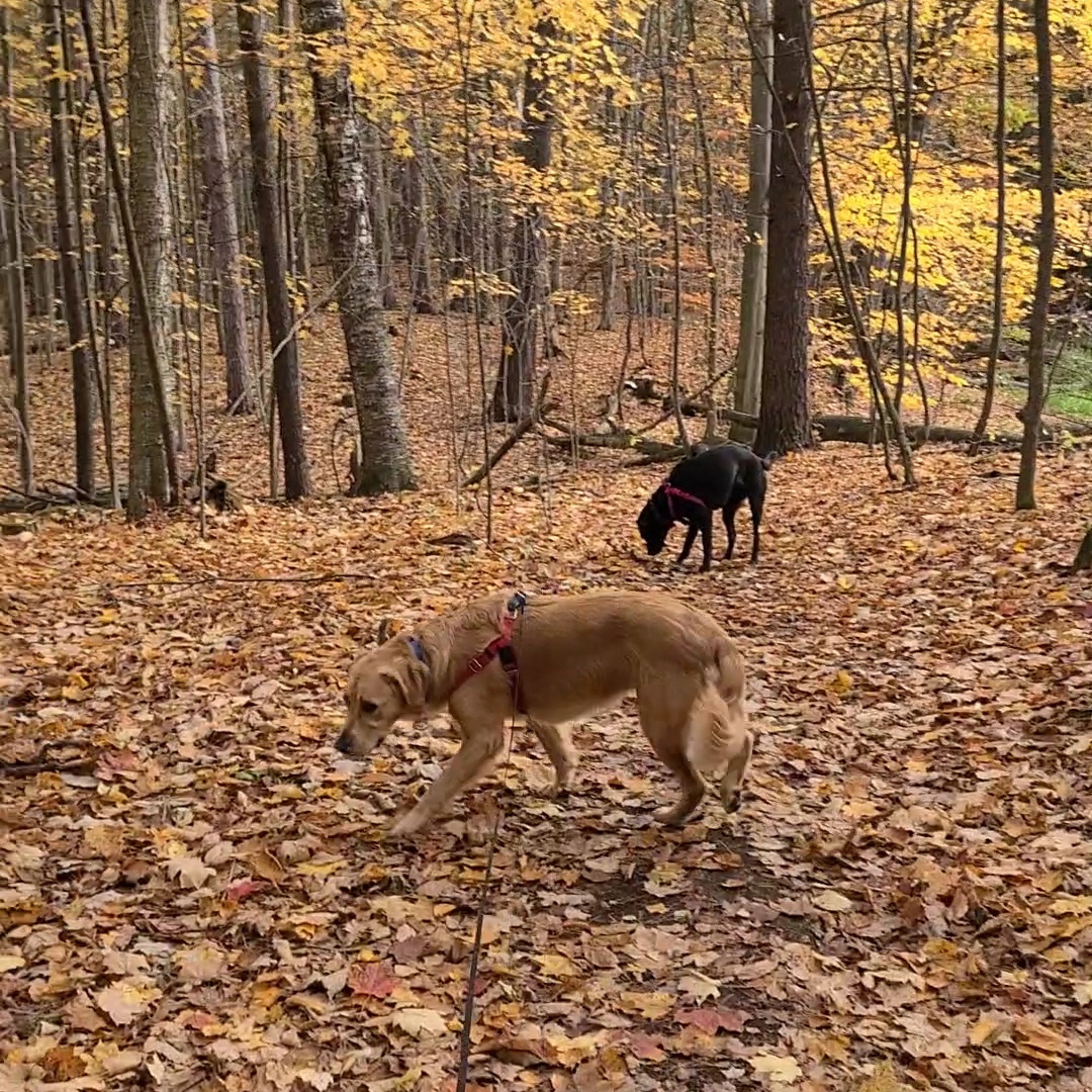 teammates trail hikes