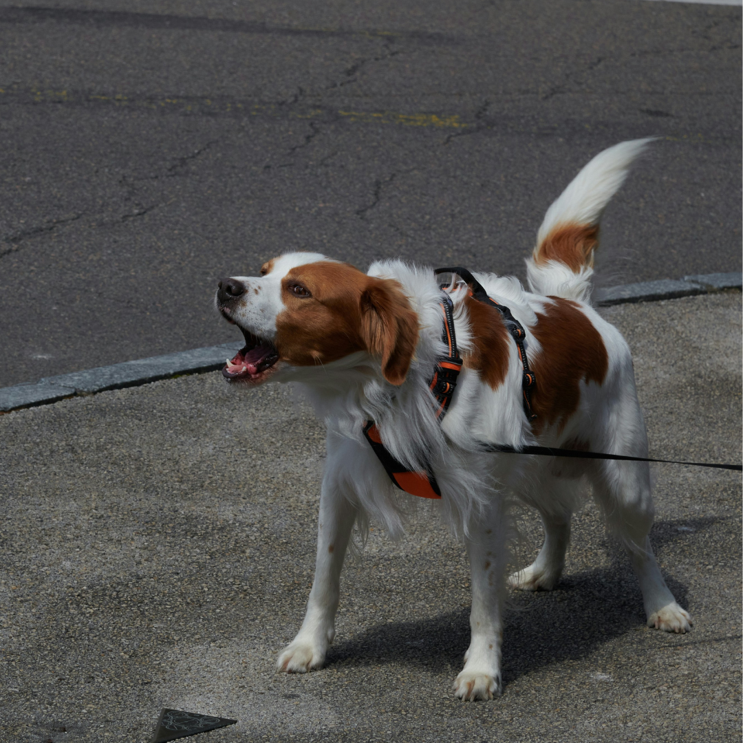 Puppy Class at DOG-HAPPY TEAMMATES dog and person walking together