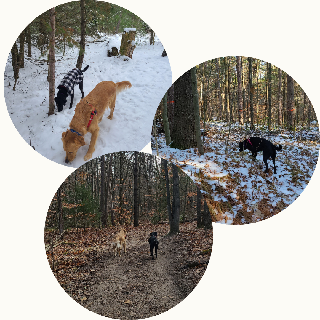 teammates trail hikes