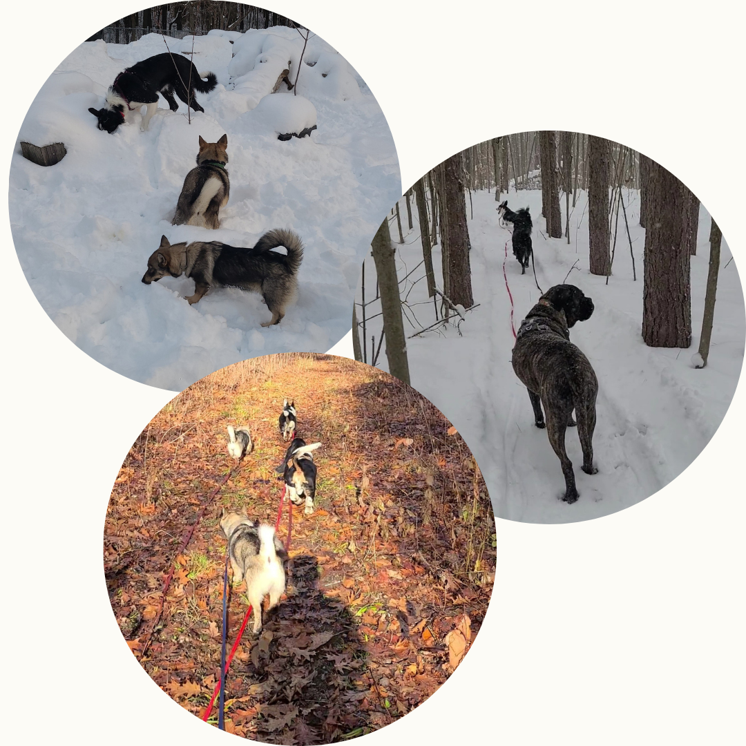 Forest Walk Socials - DOG-HAPPY TEAMMATES