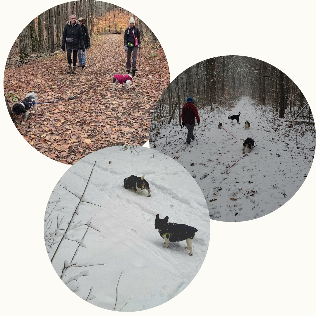 Forest Walk Socials - DOG-HAPPY TEAMMATES