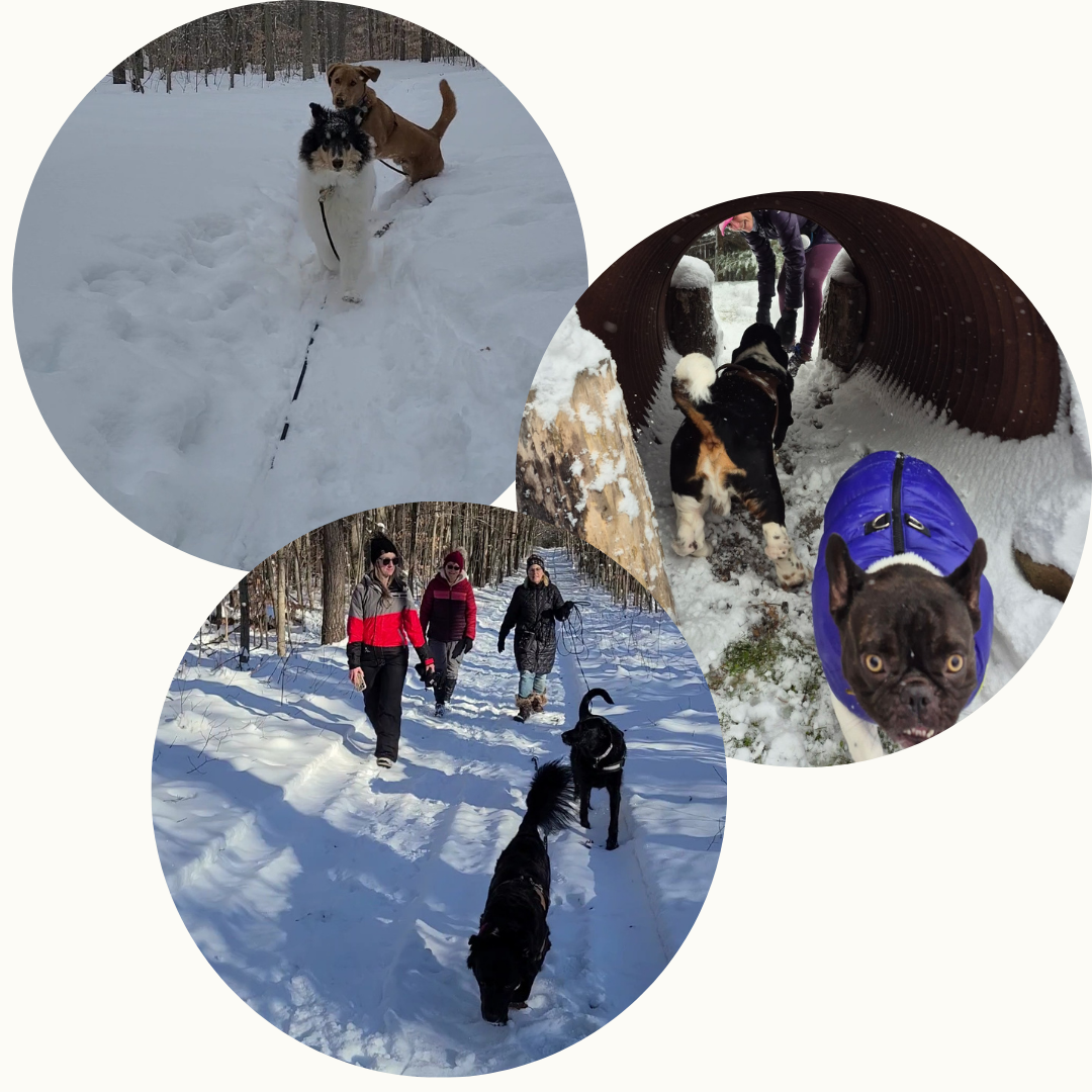 Forest Walk Socials - DOG-HAPPY TEAMMATES