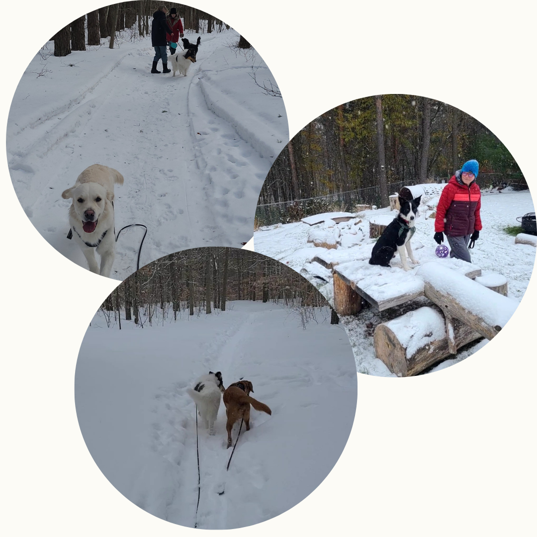 Forest Walk Socials - DOG-HAPPY TEAMMATES