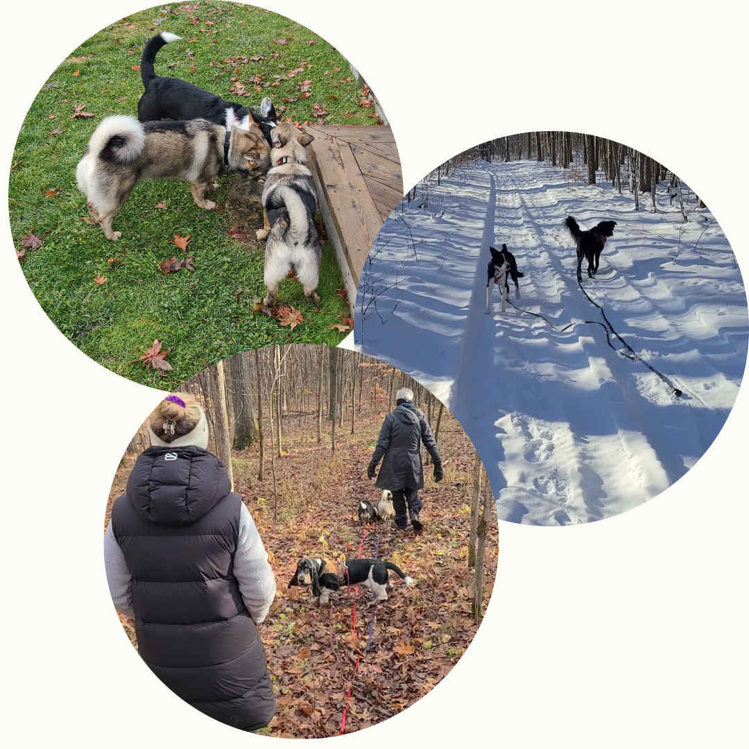 Forest Walk Socials - DOG-HAPPY TEAMMATES