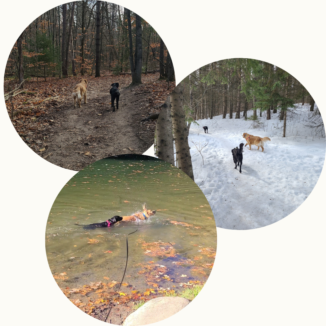 Teammates Trail Hike - DOG-HAPPY TEAMMATES