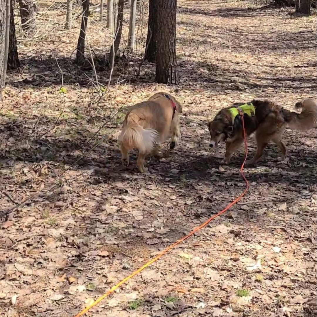 off leash trail group class